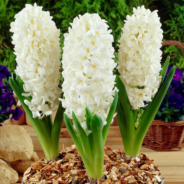 White Hyacinthus Orientalis Flower Seeds for Planting – Heirloom Non-GMO Garden Seeds