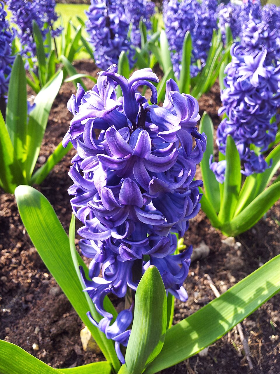 Blue Hyacinth flower seeds