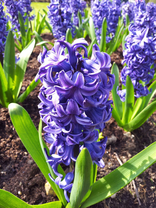 Blue Hyacinth flower seeds