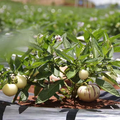 Pepino Melon Seeds for Planting – Heirloom Garden Seeds