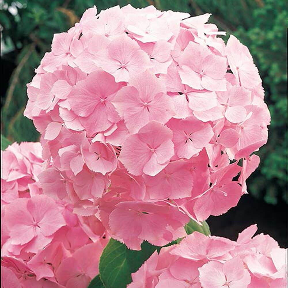 Baby Pink Hydrangea plant