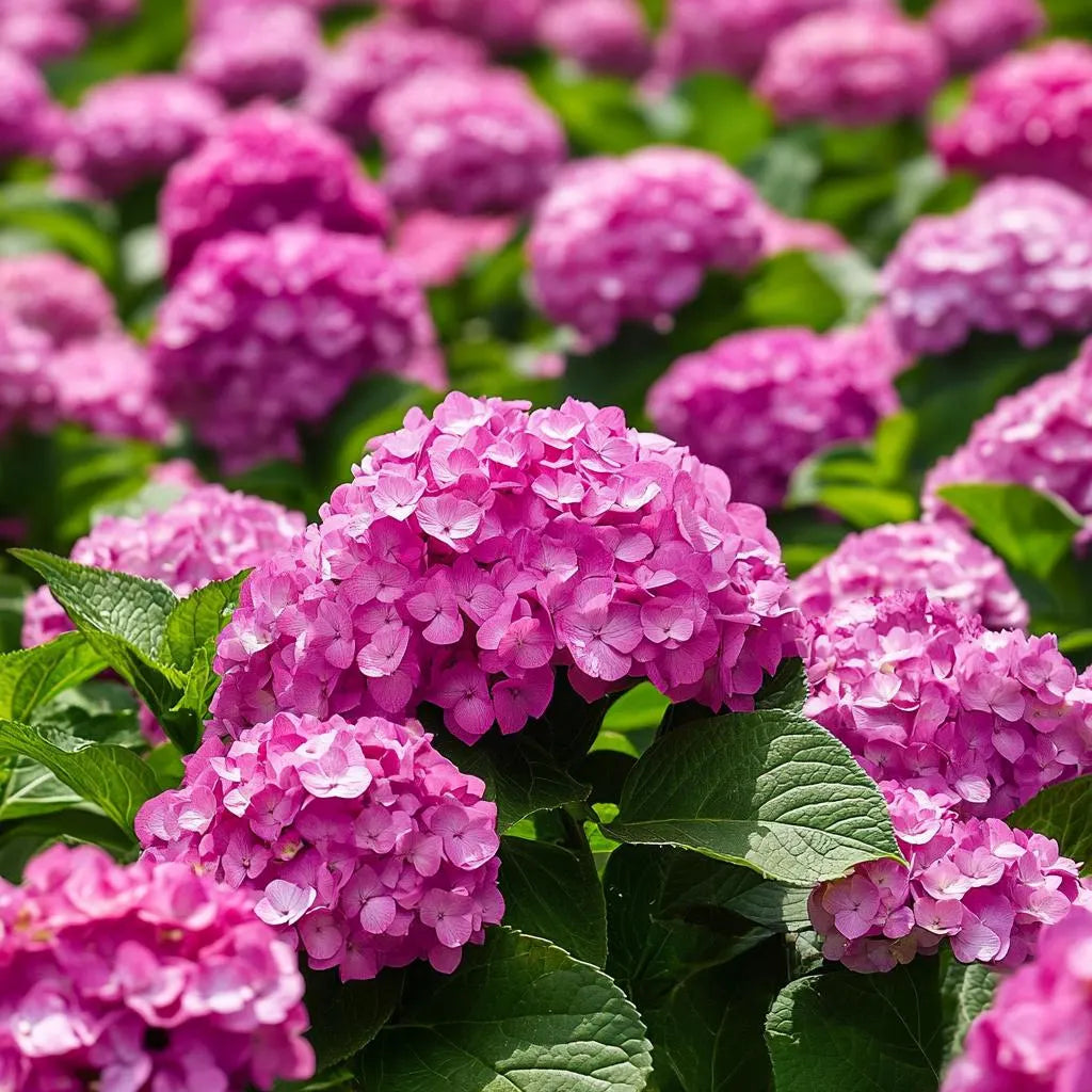 Pink Hydrangea flower seeds