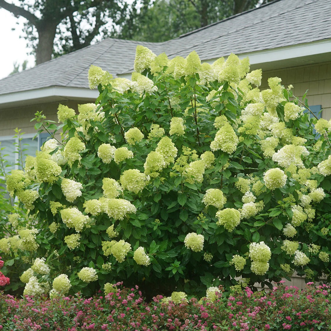 Light Yellow flower seeds