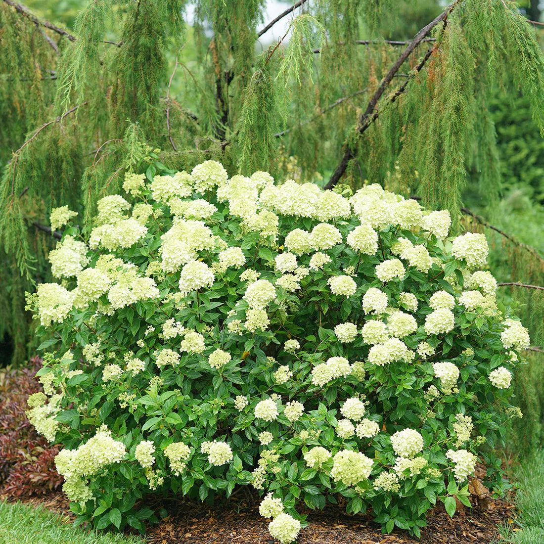 Little Lime flower seeds