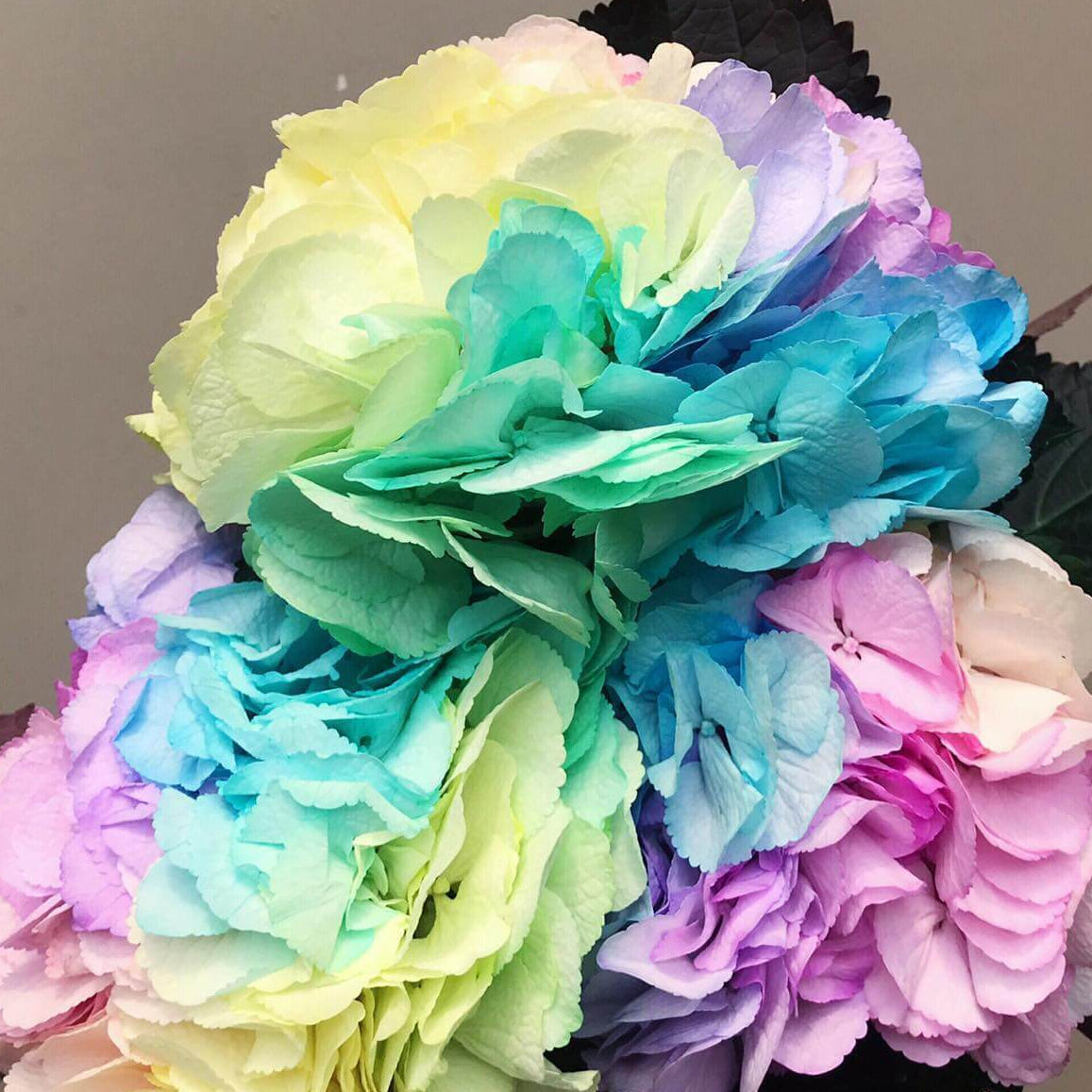 Pastel Rainbow Hydrangea plant