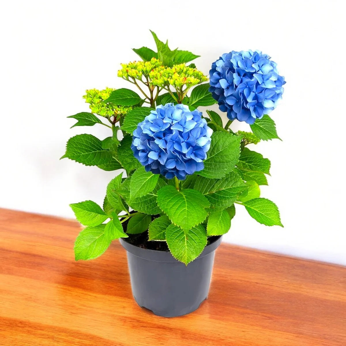 Blue Hydrangea plant