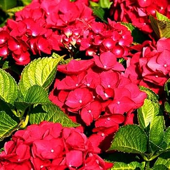 Red Baron Hydrangea plant