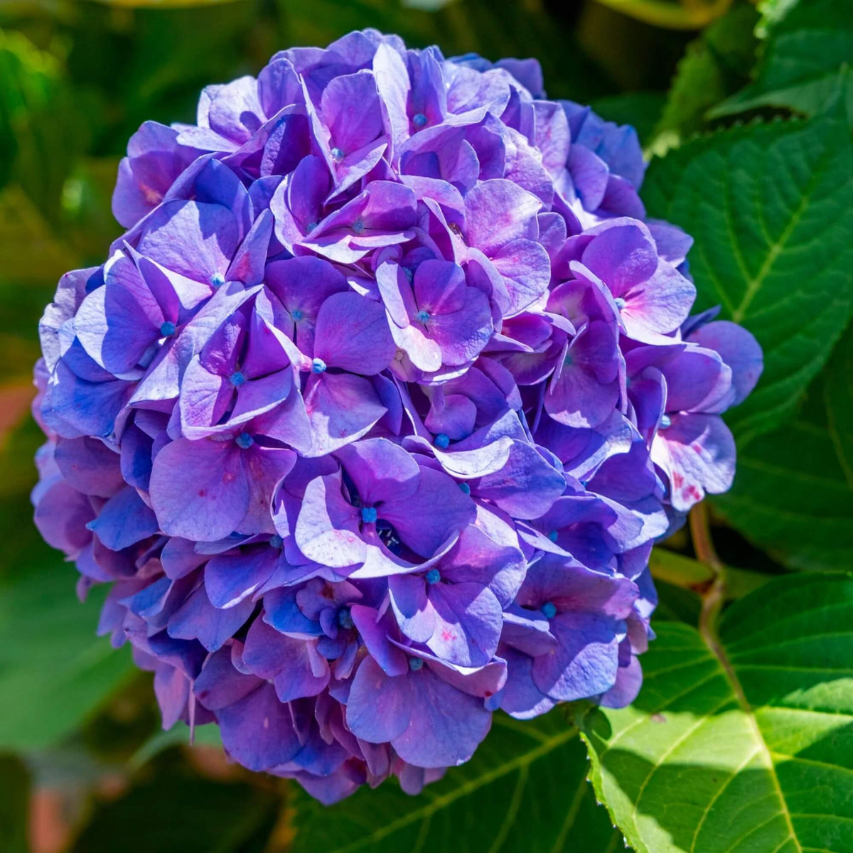 Blue Purple Hydrangea plant