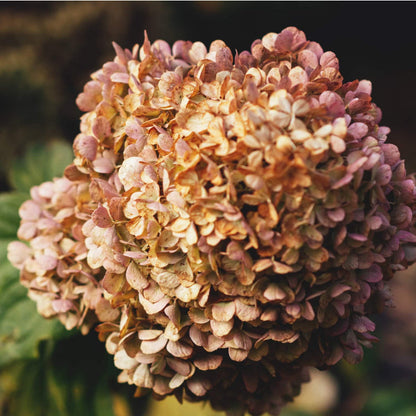 Brown Hydrangea plant
