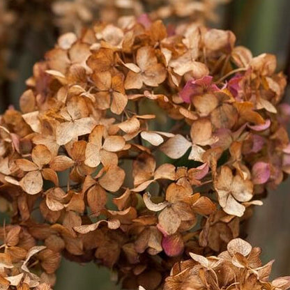 Brown Hydrangea plant