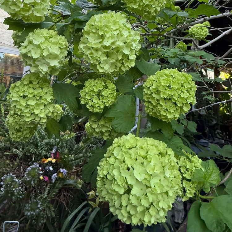 Dark Green Hydrangea plant