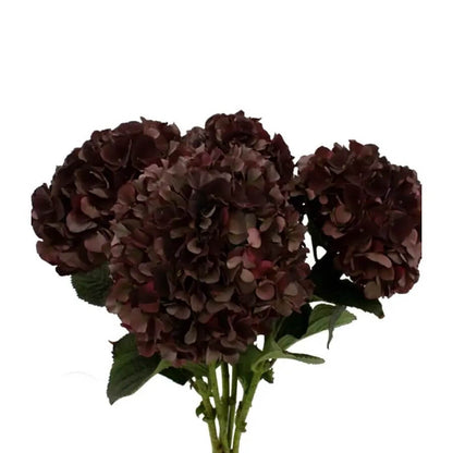 Chocolate Hydrangea plant