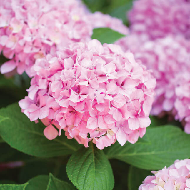Baby Pink Hydrangea plant