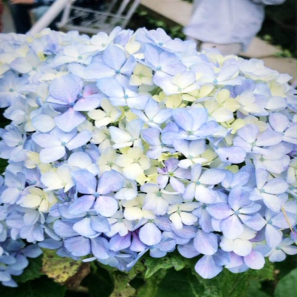 Blue White Hydrangea plant