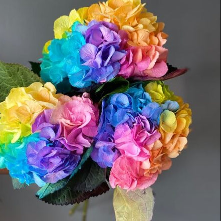 Pastel Rainbow Hydrangea plant