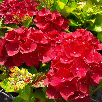Red Baron Hydrangea plant