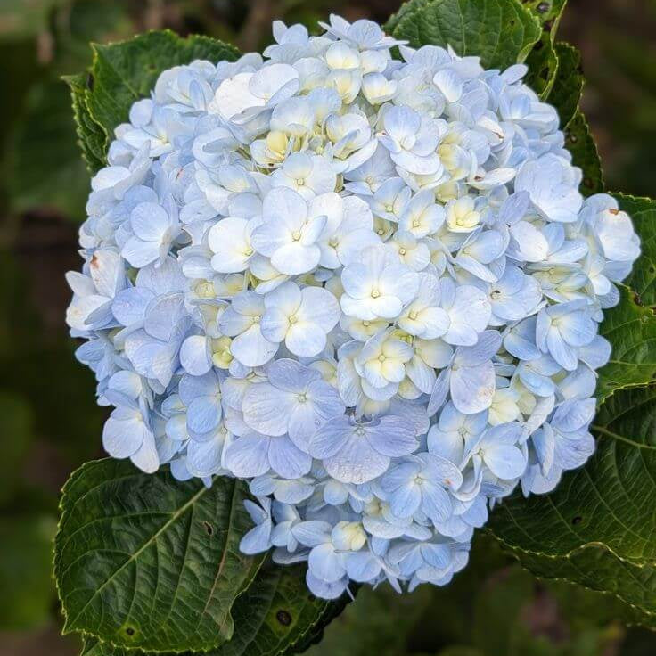 Blue White Hydrangea plant