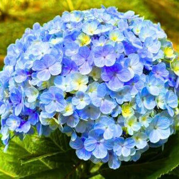 Blue Yellow Hydrangea plant