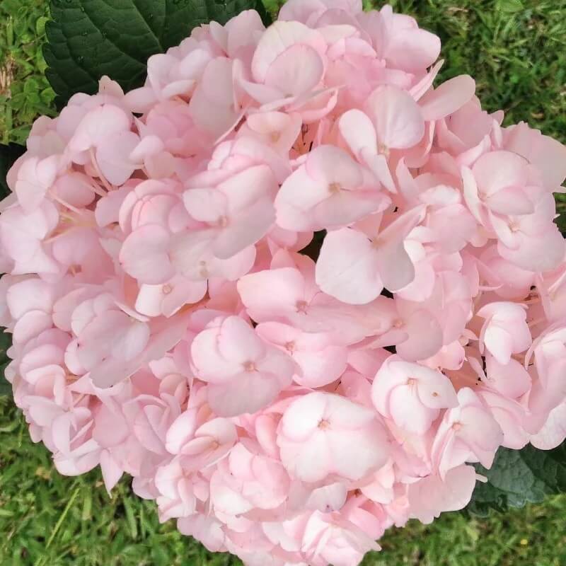 Baby Pink Hydrangea plant