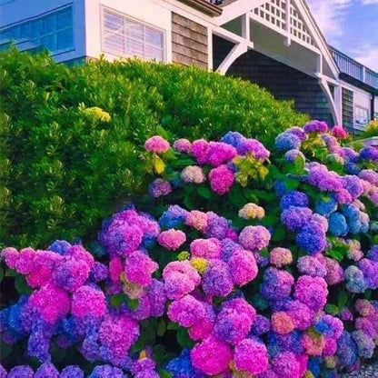 Pink Purple Hydrangea plant