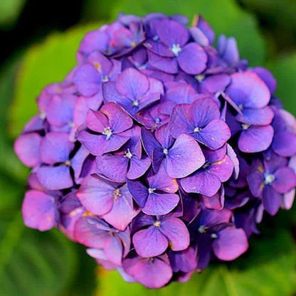 Blue Purple Hydrangea plant