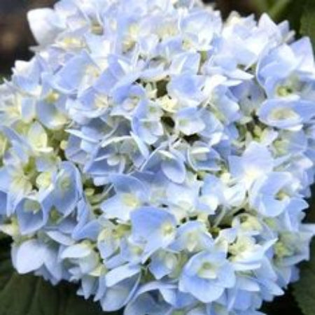 Blue White Hydrangea plant