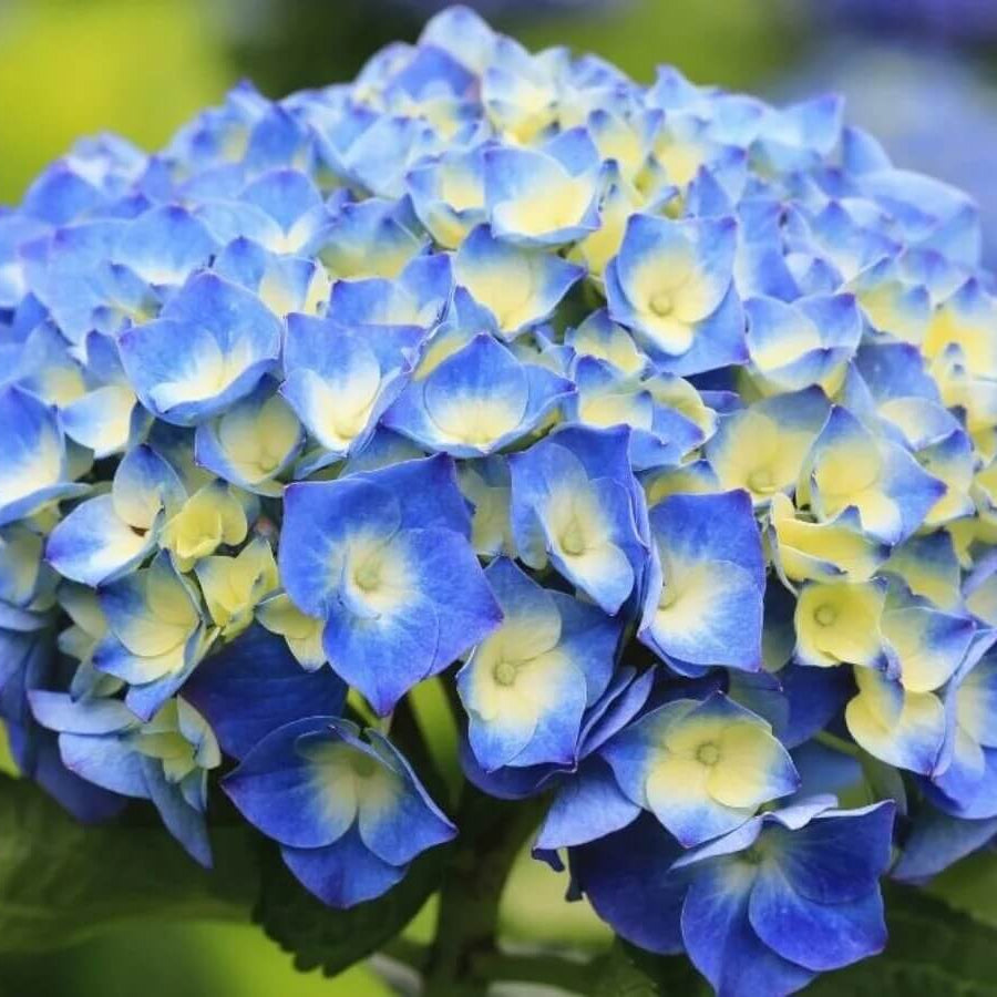 Blue Yellow Hydrangea plant