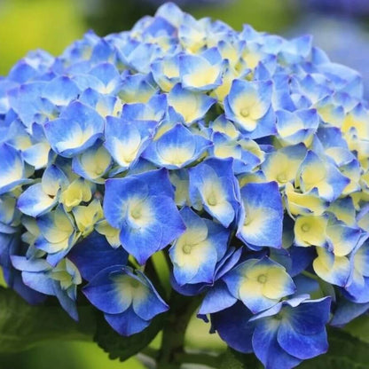 Blue Yellow Hydrangea plant