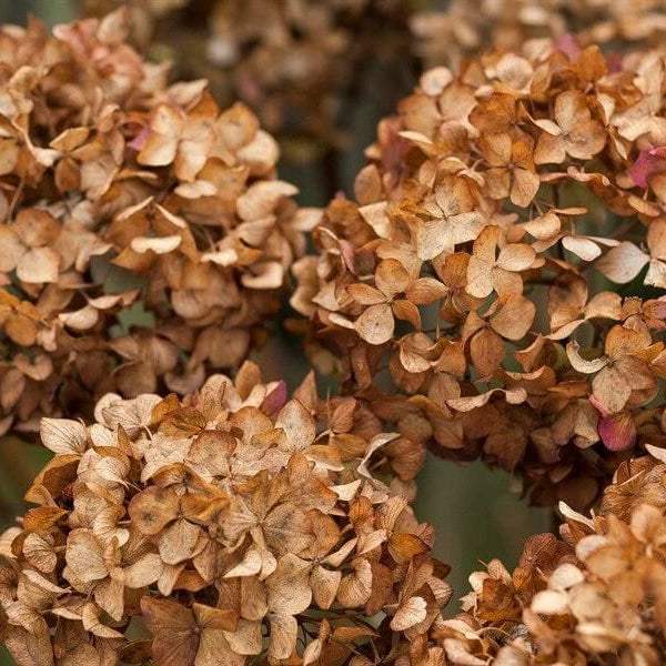 Brown Hydrangea plant