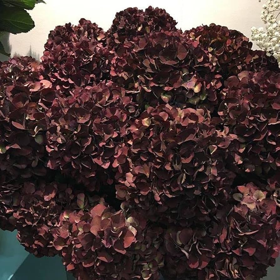 Chocolate Hydrangea plant