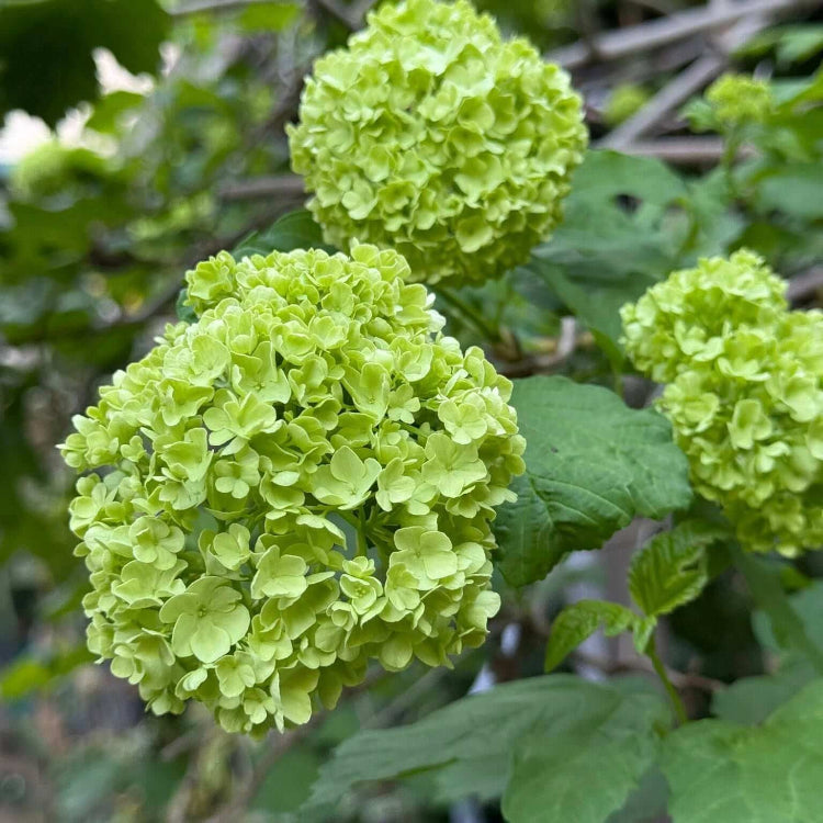 Dark Green Hydrangea plant