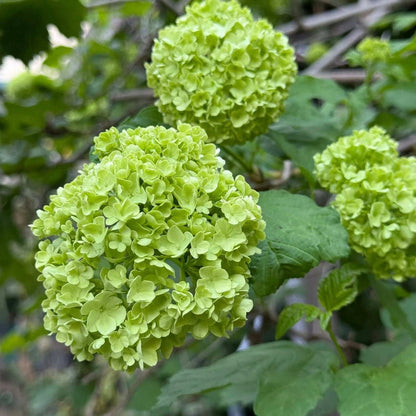 Dark Green Hydrangea plant