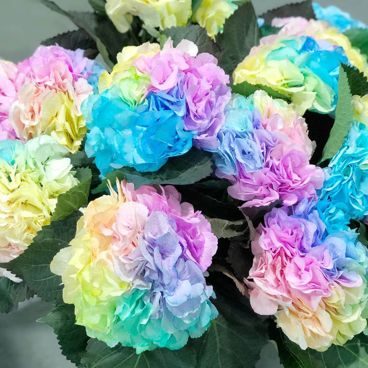 Pastel Rainbow Hydrangea plant
