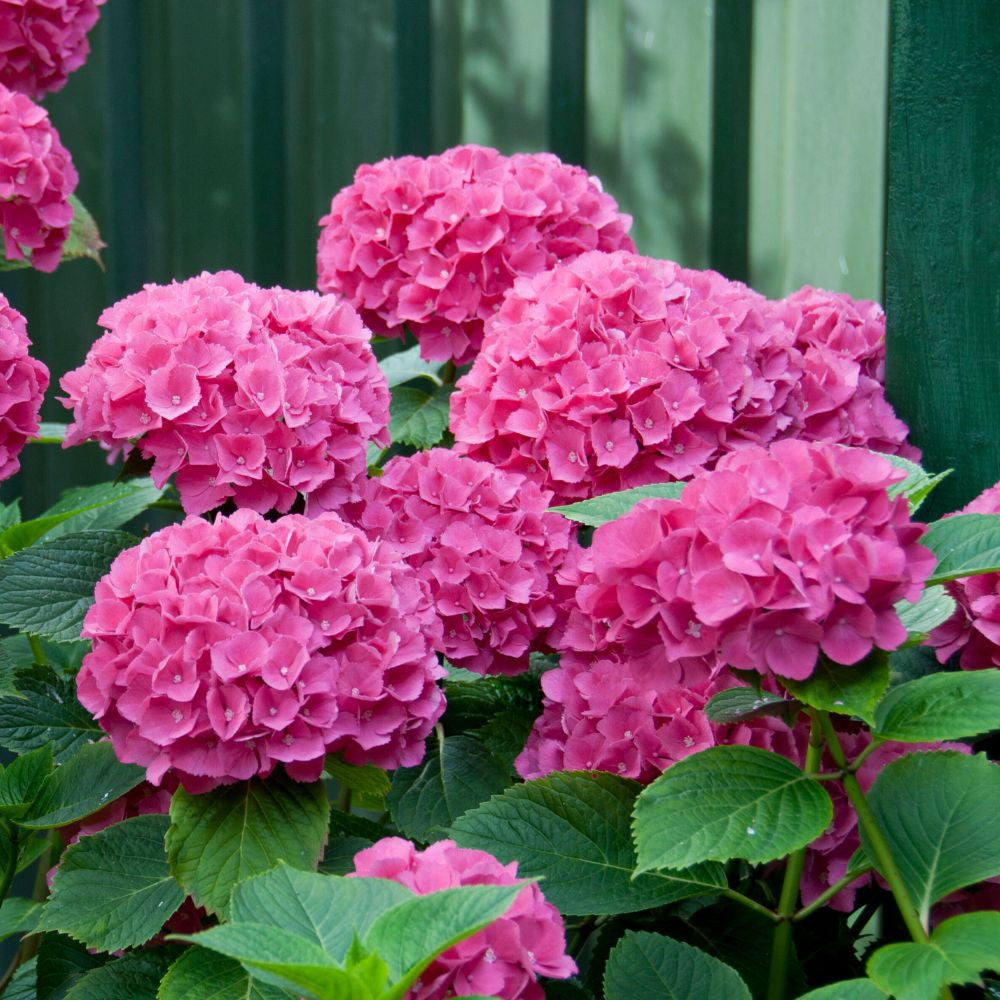 Pink Hydrangea flower seeds