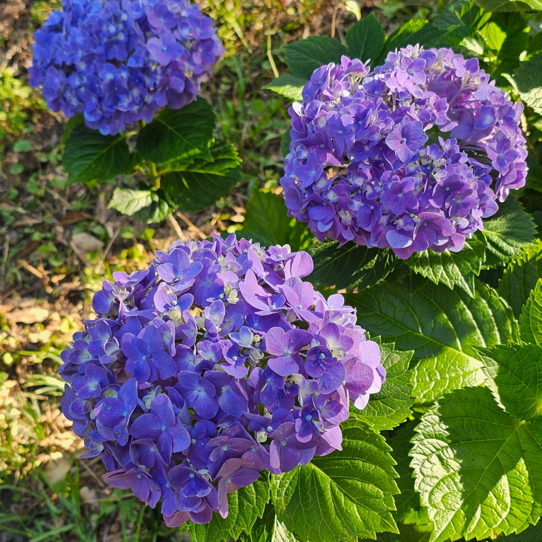 Violet Hydrangea flower seeds