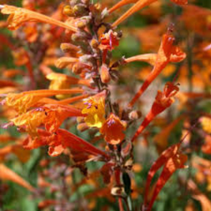 Orange Agastache Hyssop plant