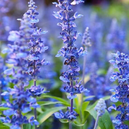 Blue Hyssop plant