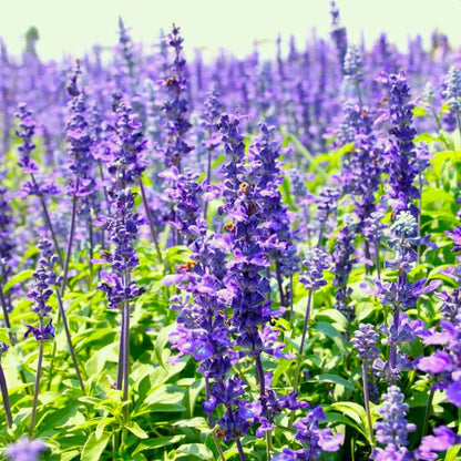 Blue Hyssop plant
