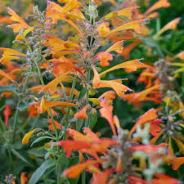 Orange Agastache Hyssop plant