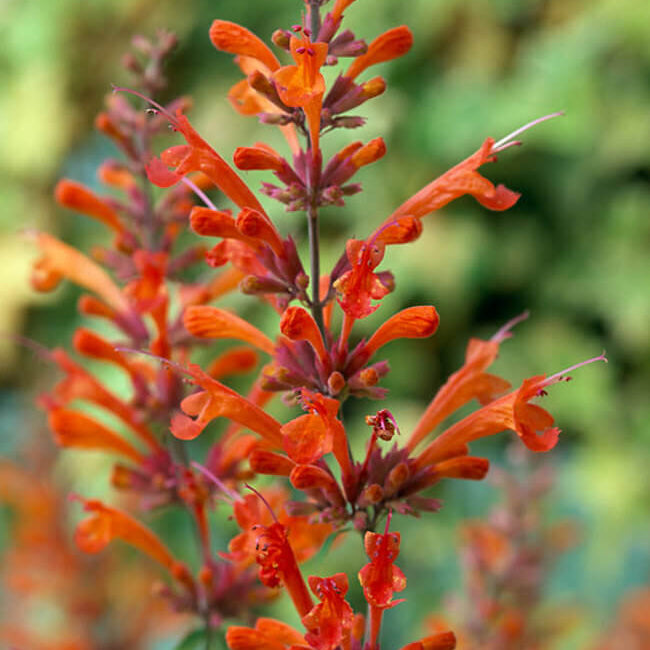 Orange Agastache Hyssop plant