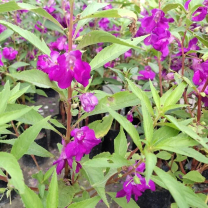 Impatiens Balsamine flower seeds
