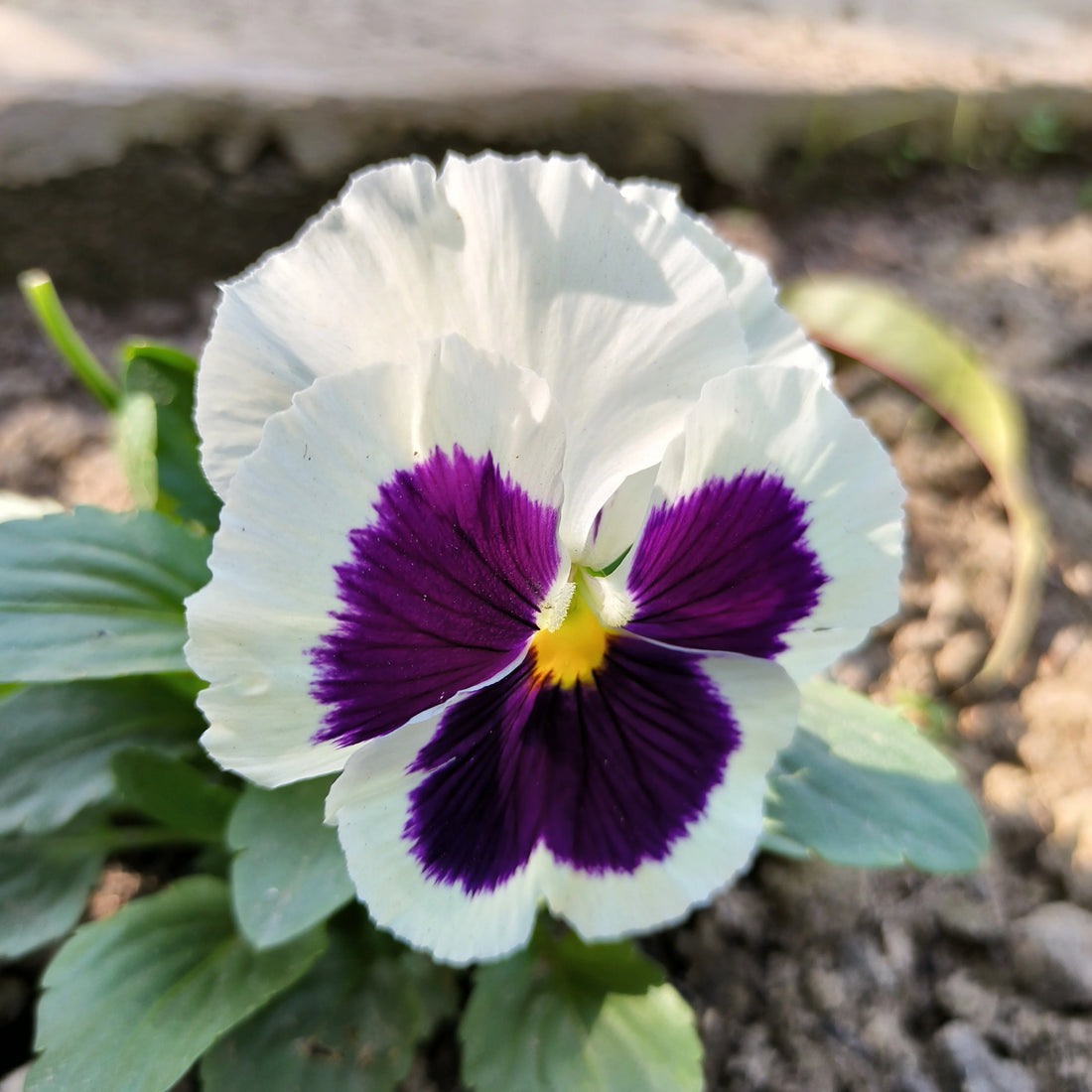 White Violet flower seeds