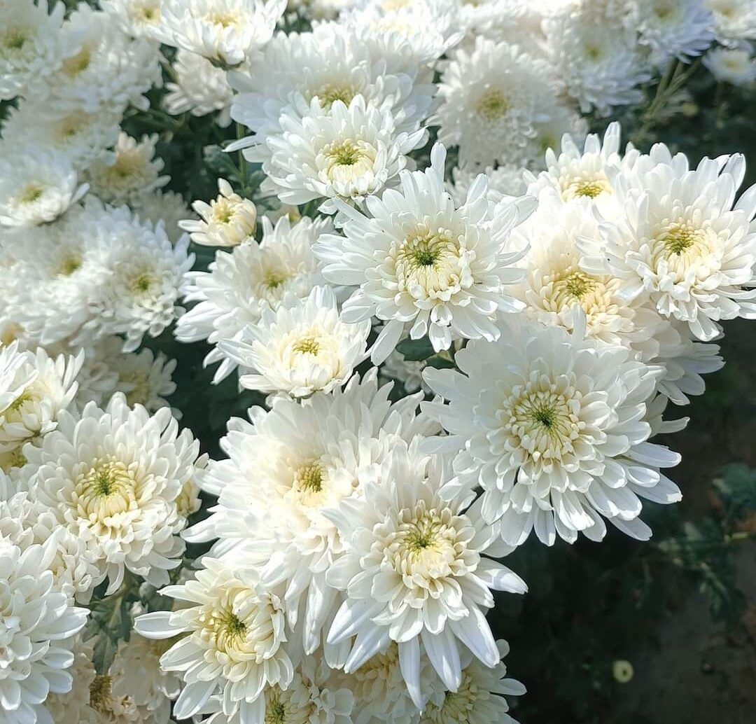 White Chrysanthemum flower seeds