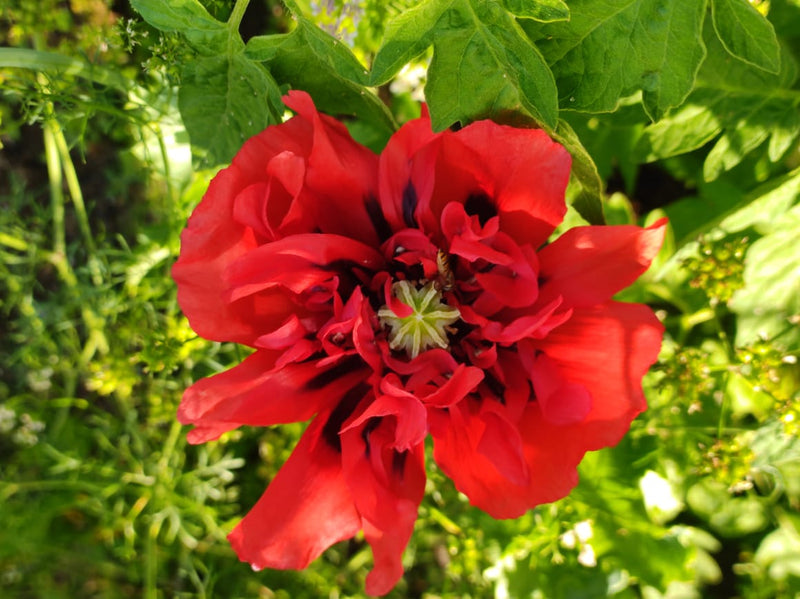 Mixed Somniferum Flower Seeds for Planting – Heirloom Non-GMO Garden Seeds