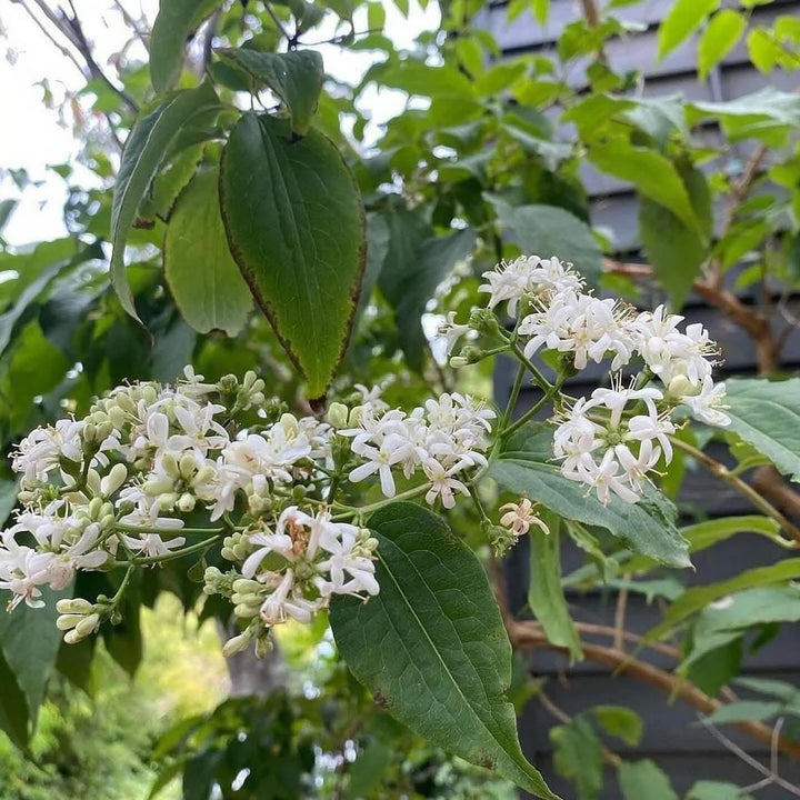 White Sevenson flower seeds
