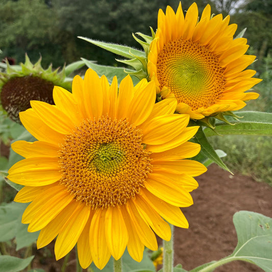 Sunrich Gold flower seeds