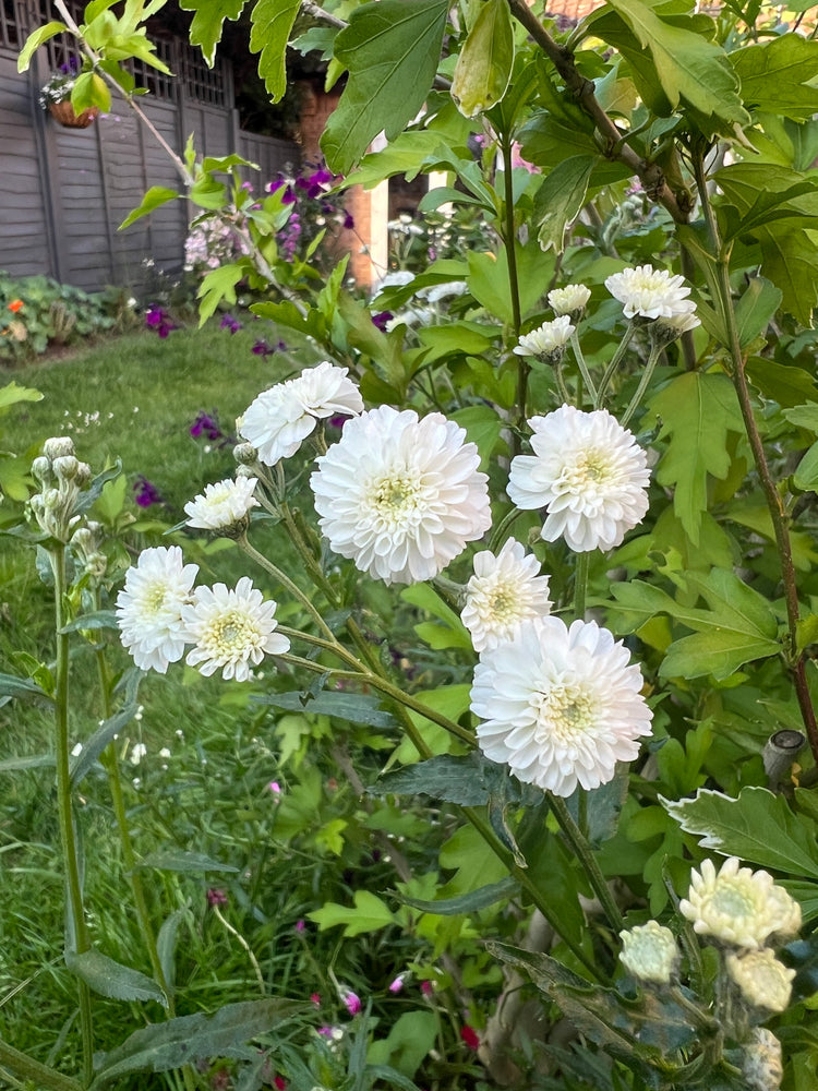 Ptarmica flower seeds