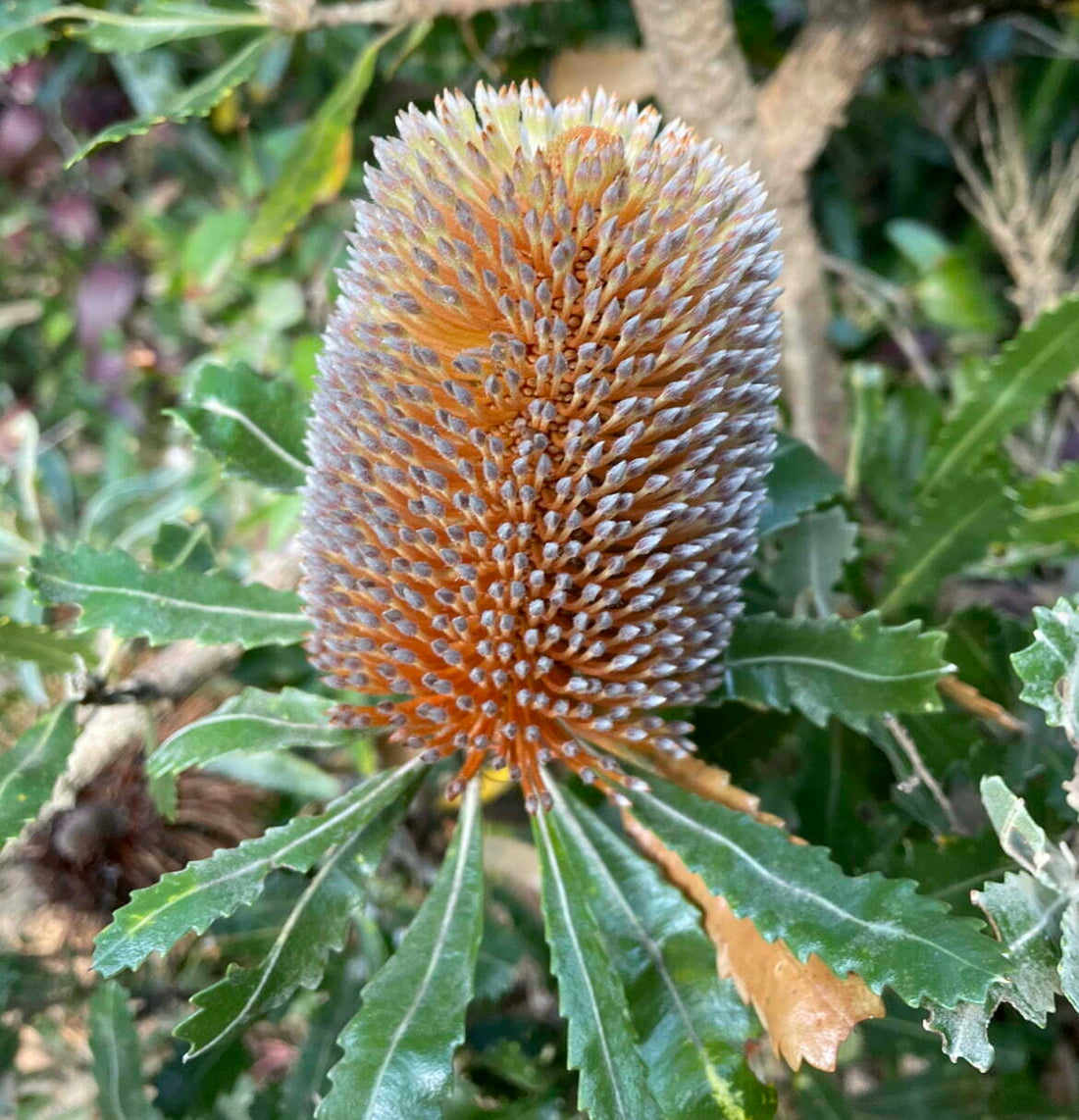 Banksia flower seeds