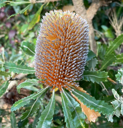 Banksia flower seeds