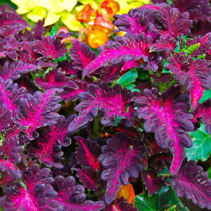 Pink Dragon flower seeds